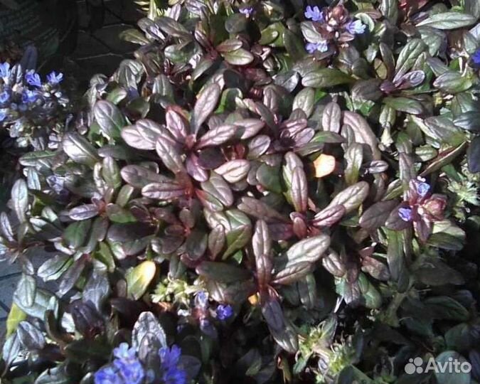 Живучка Chocolate Chip цветы для сада