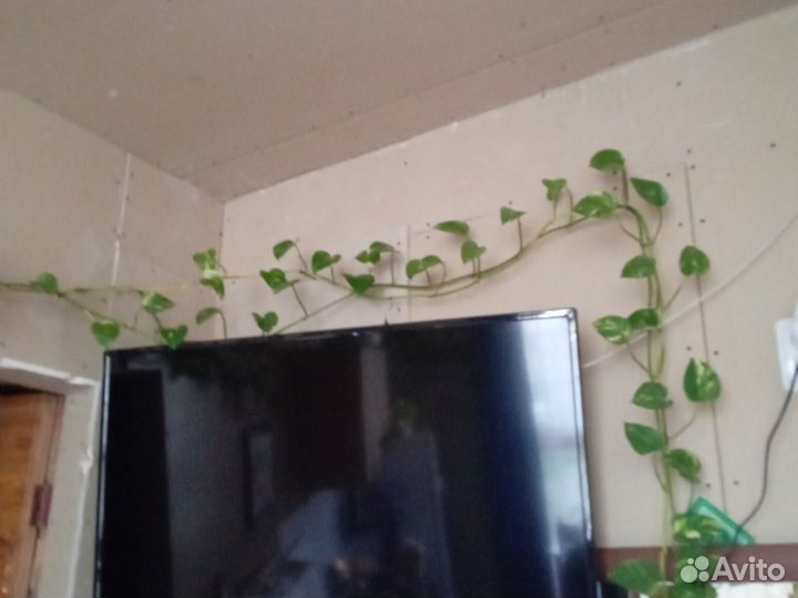 Эпипремиум золотистый