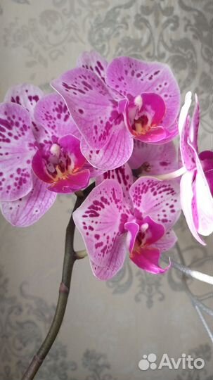 Орхидея