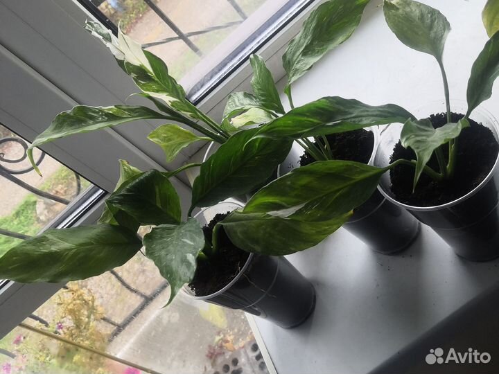 Спатифиллум gemini джемени женское счастье даймонд