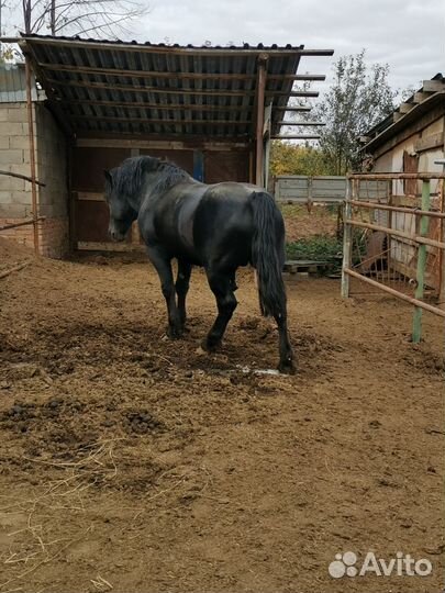 Лошадь жеребец