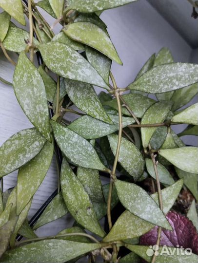 Хойя Parviflora Splash