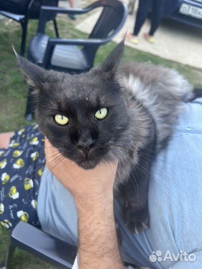 Мейнкун 1.5 года