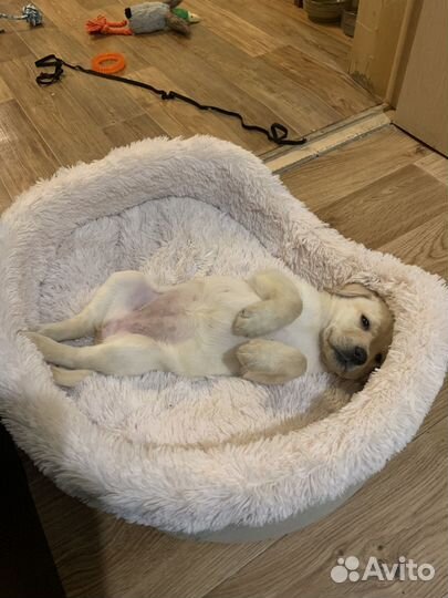 Лабрадор чистокровный девочка 2 мес