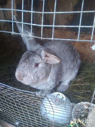 Кролики мясных пород и великаны