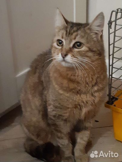 Help Кошке очень нужен Дом