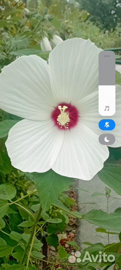 Травянистый гибискус