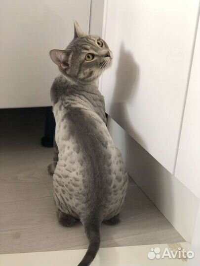 Стрижка кошек выезд на дом(грумер)