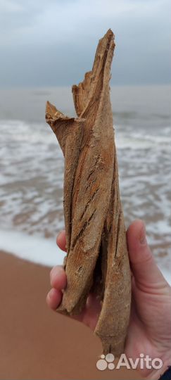 Коряги с моря дрифтвуд