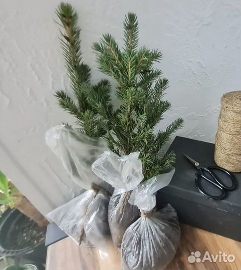 Ель голубая саженцы