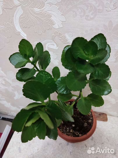 Фиалки, каланхое