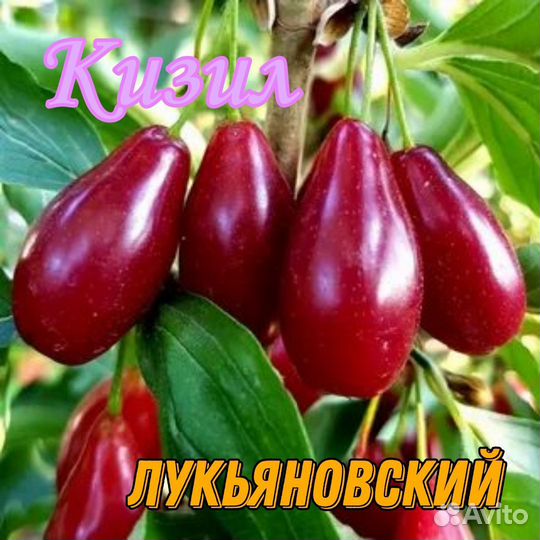 Саженцы актинидии и кизила