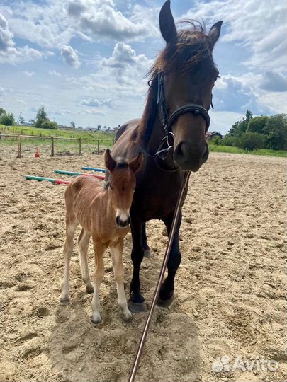 Лошадь кобыла