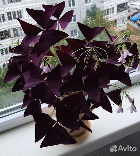 Кислица оксалис