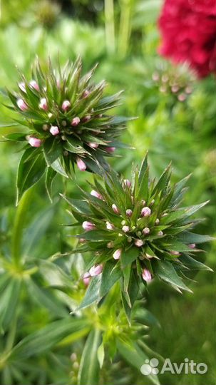 Цветы для сада, фуопсис