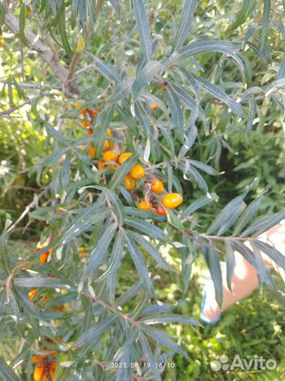 Облепиха саженцы