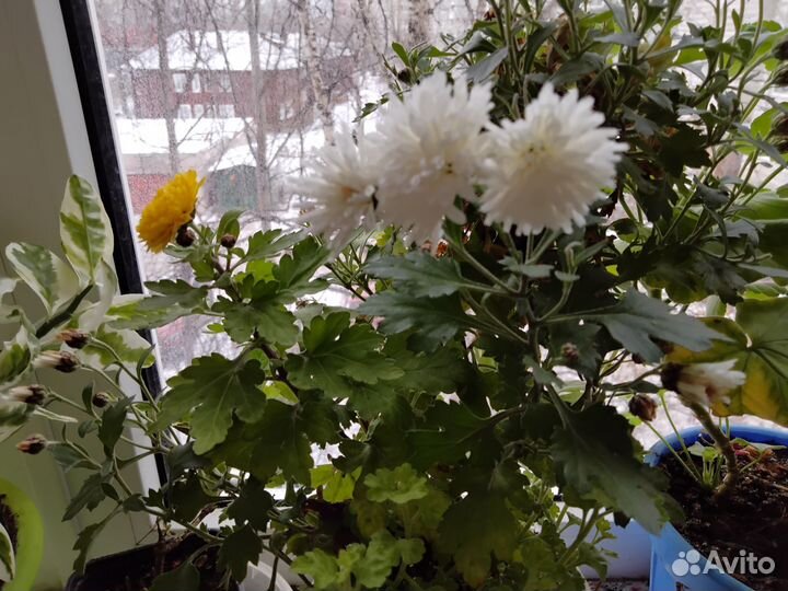 Хризантема