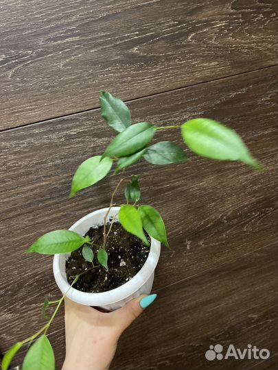 Фикус бенджамина