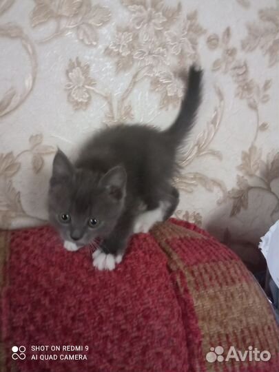 Кошка в дар