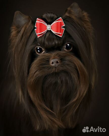 Шоколадный йорк Мини вязка