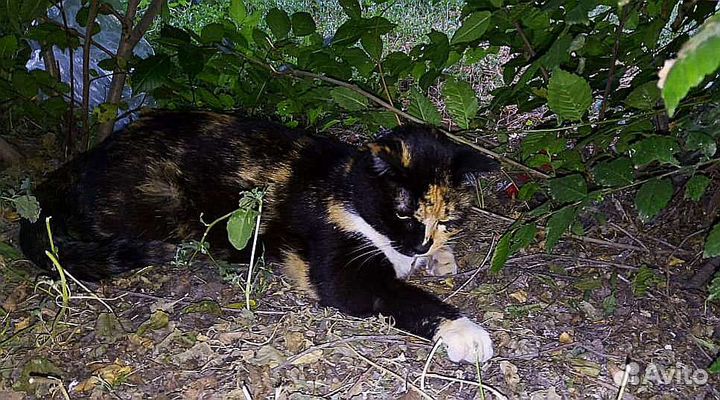 Стерилизованная красавица-трёхцветка на счастье