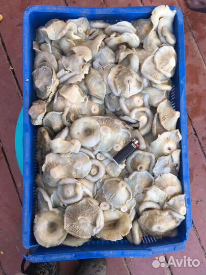 Грибы Грузди соленые настоящие