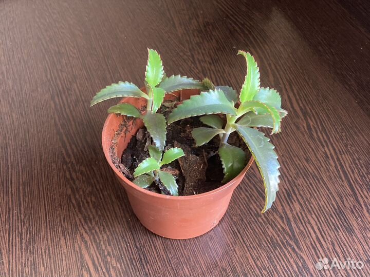 Каланхоэ лечебное