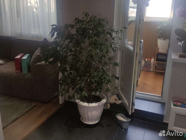 Фикус, Драцена