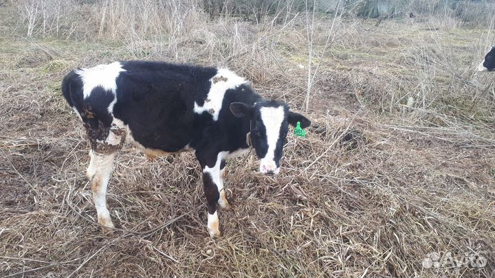 Продаётся быки