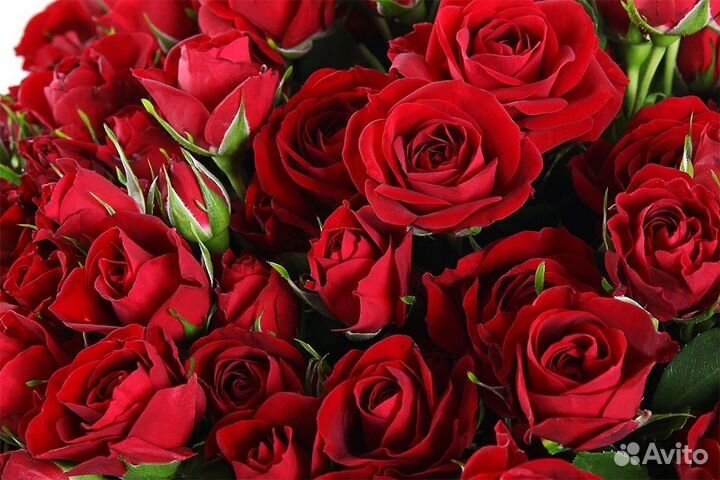 Роза спрей Мирабель