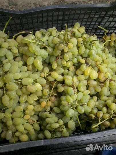 Виноград-саженцы