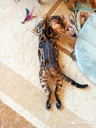 Бенгальская девчуля