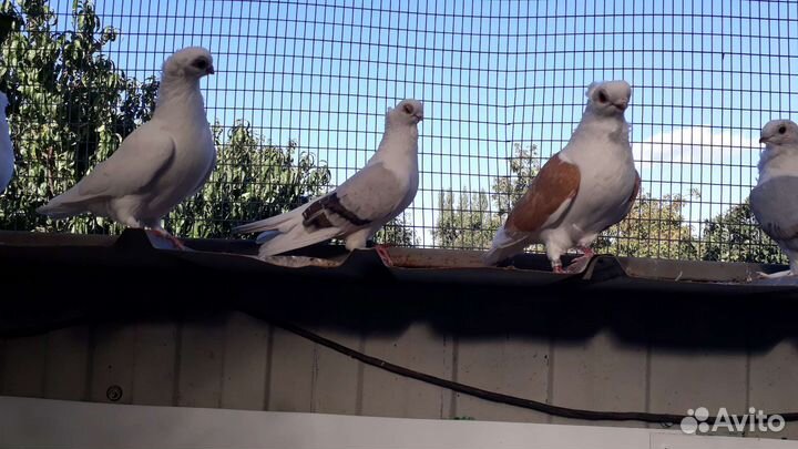 Голуби разных пород