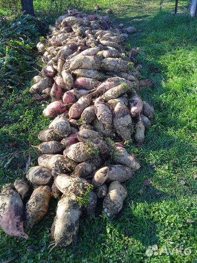 Тыква витаминная