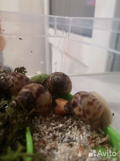 Улитки ахатины