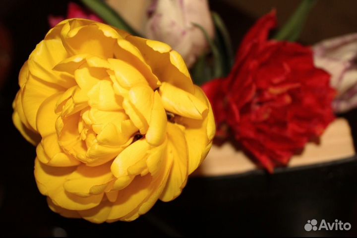 Луковицы тюльпанов (ассорти)