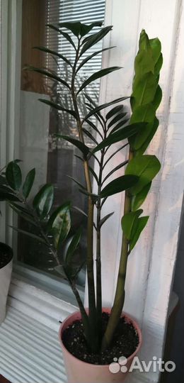 Замиокулькас