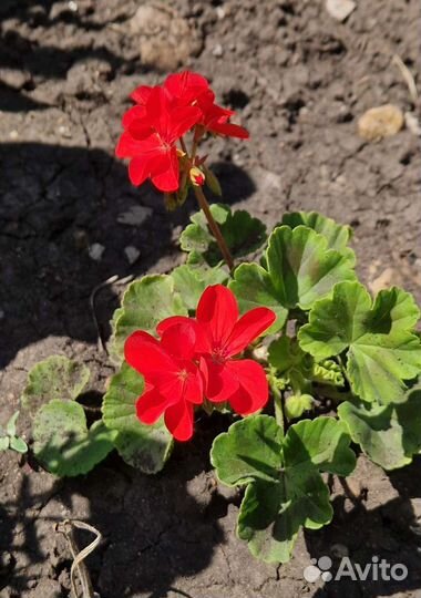 Герань пеларгония цветущее растение