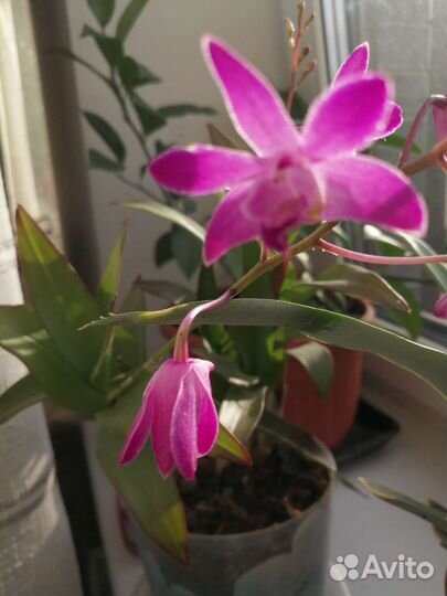 Орхидея денробиум