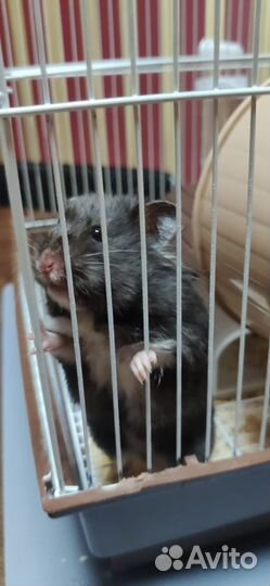 Хомяк бесплатно