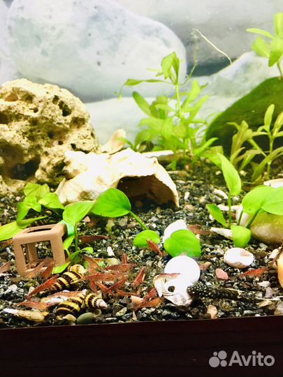 Хищная Улитка Хелена