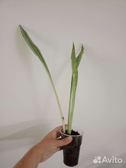 Сансевиерия сортовая