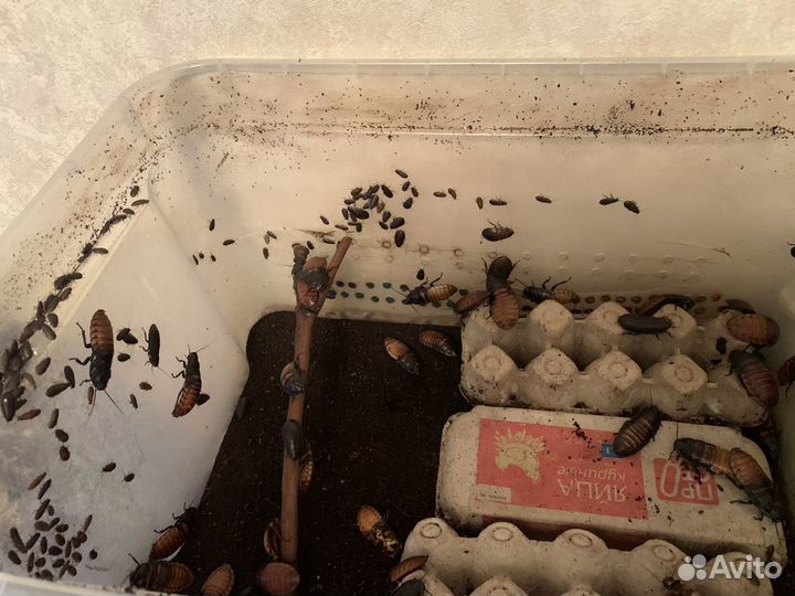 Тараканы Мадагаскарские