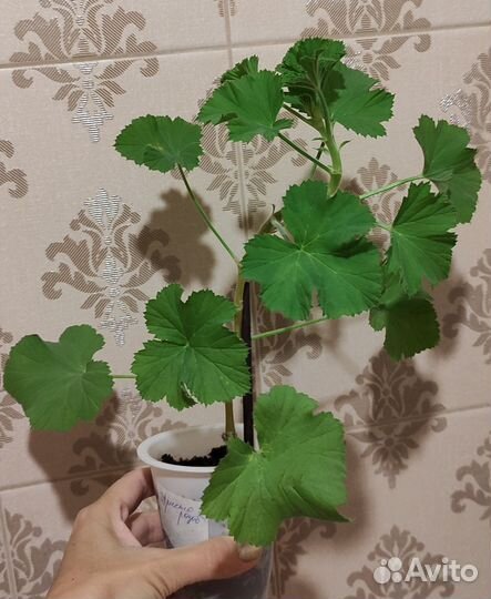 Пеларгонии