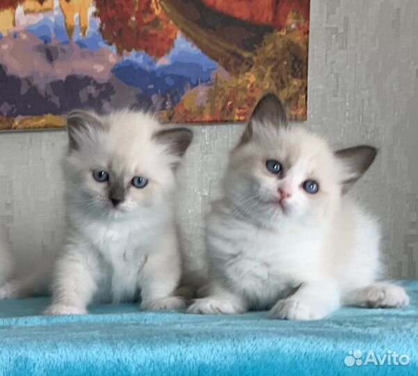 Котёнок Невский