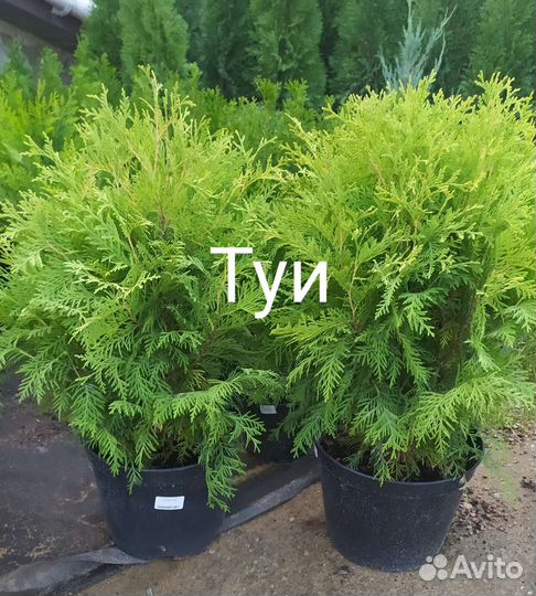 Туи Смарагд