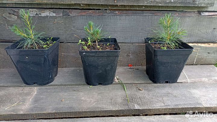 Кедровый стланик