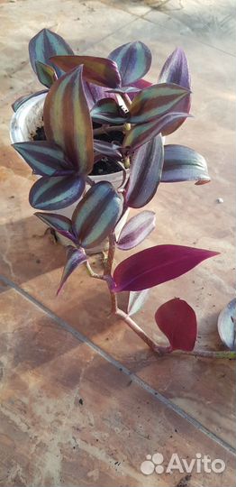 Традесканция зебрина