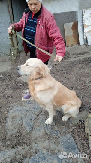 Золотистый Ретривер вязка