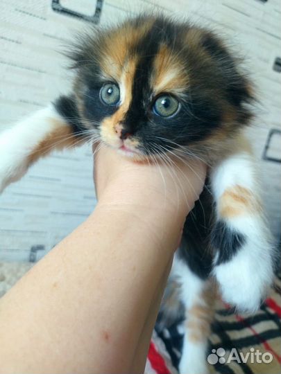 Трехцветная кошка